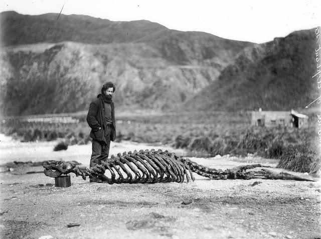 Skeleton of sea-elephant and Harold Hamilton, 1912