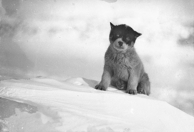 Blizzard, the pup in Antarctica, 1912