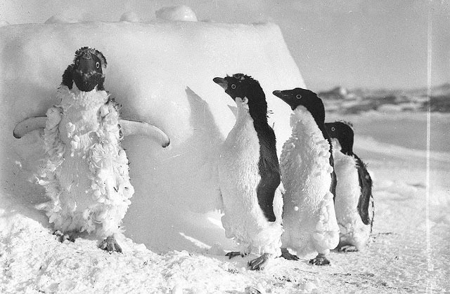 Ice cased Adelie penguins after a blizzard at Cape Denison, 1912
