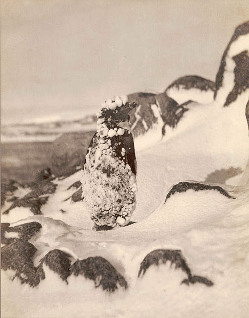 Frozen Adelie, Antarctica, 1912