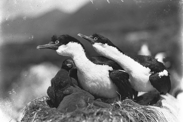 Shags defending nest, Macquarie Island, 1912