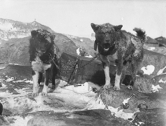 Basilisk and Ginger at Main Base, 1912