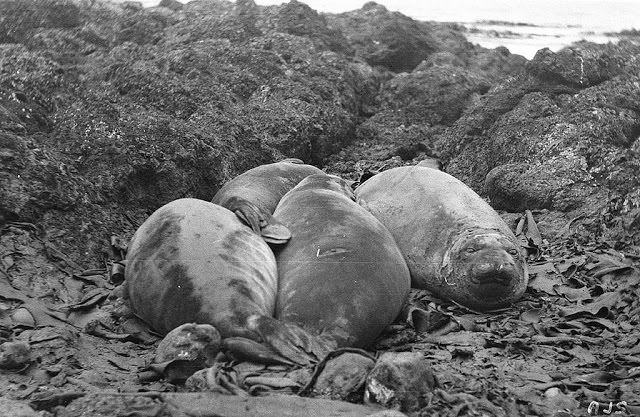 Young sea-elephants on the beach, Macquarie Ilsand, Antarctica, 1911-1914