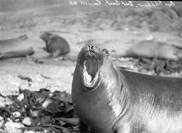 Female sea-elephant, Macquarie island, Antarctica, 1911-1914