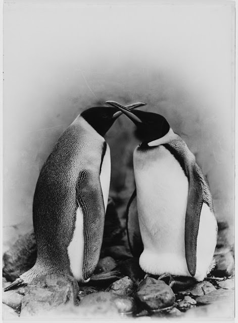 King penguins, Antarctica, 1911-1914