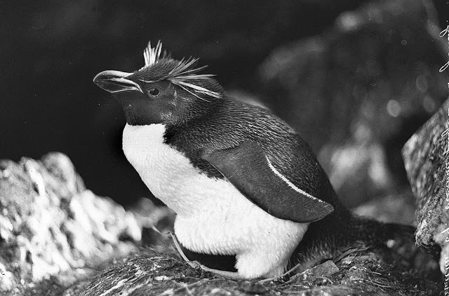Victoria penguin, Antarctica, 1911-1914