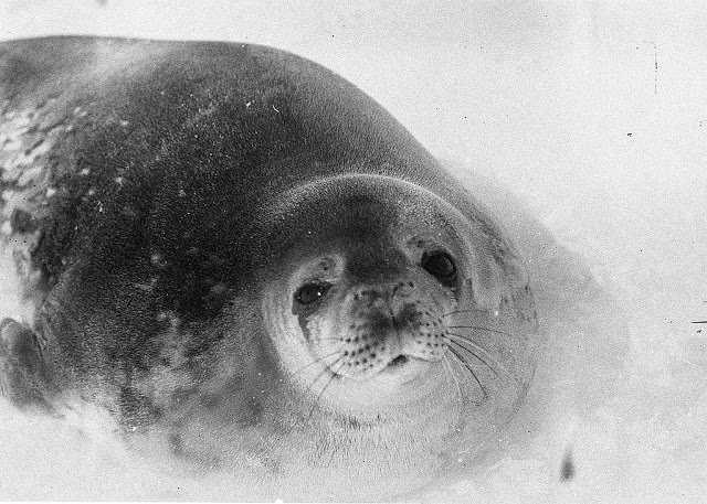 Weddell seal, Shackleton Ice Shelf, Antarctica, 1911-1914