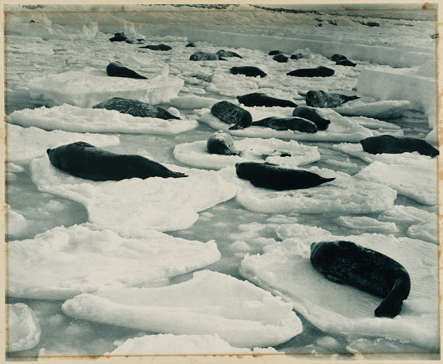 A dreamy Venice in seal-land, 1911-1914