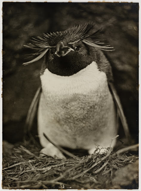Sclater penguin, 1911-1912