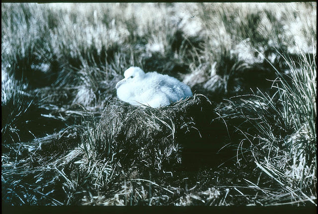 The chick of the Wanderer Albatross, 1915