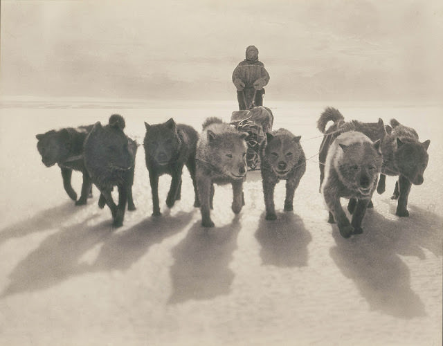Huskies pulling sledge, 1912