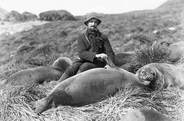 Arthur Sawyer and sea elephant pup, 1912