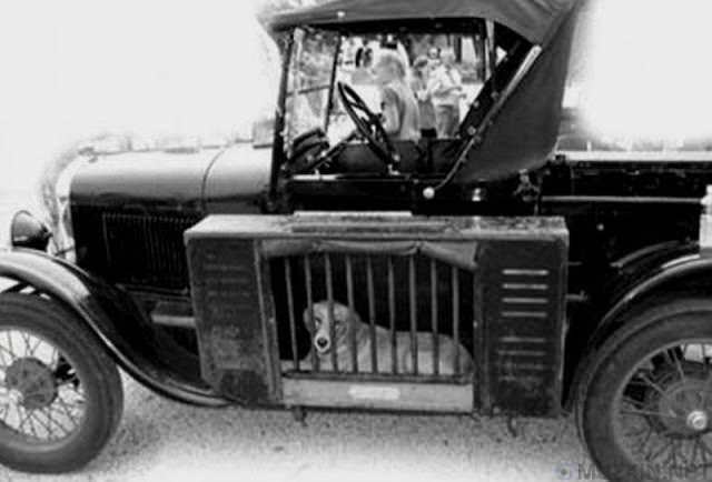 Running Boards: Traveling in Cars With Your Dogs in the 1930s