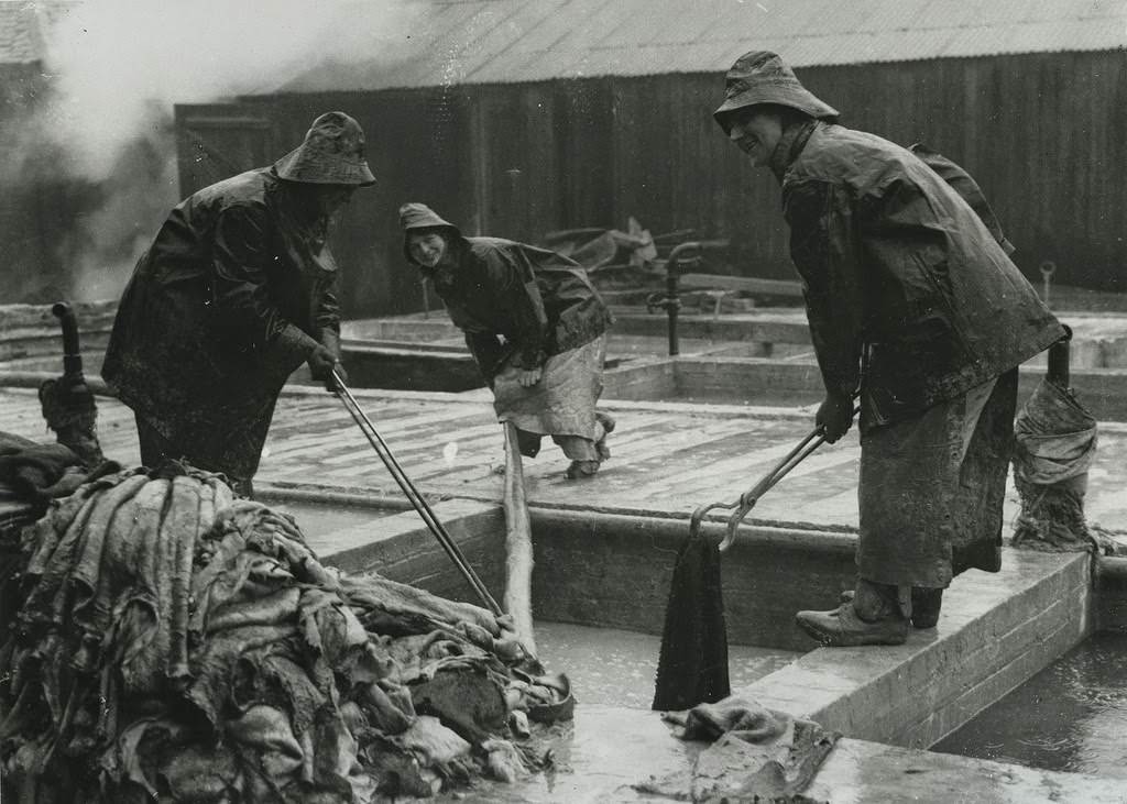 British women in Nottingham tannery drawing skins from the lime pit