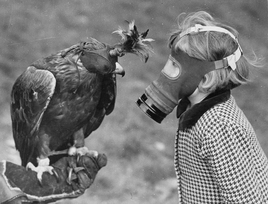 Little evacuee wearing mask and taking a closer look at the eagle, 1941.