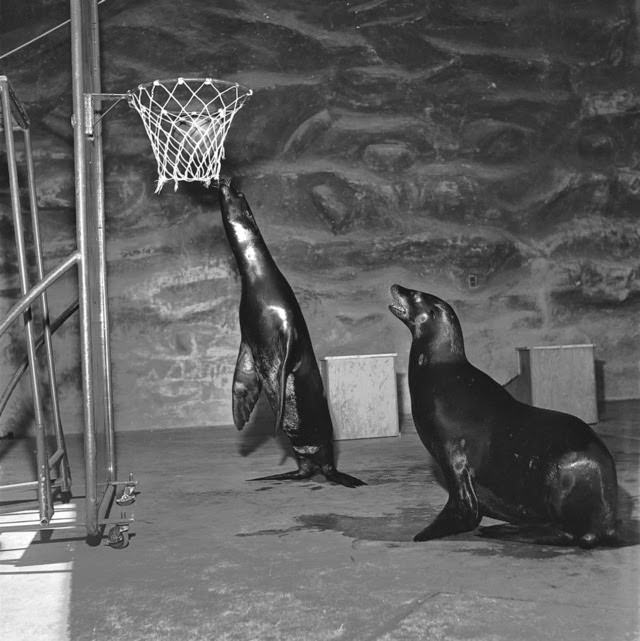 Two seals play basketball at San Diego zoo, 1950