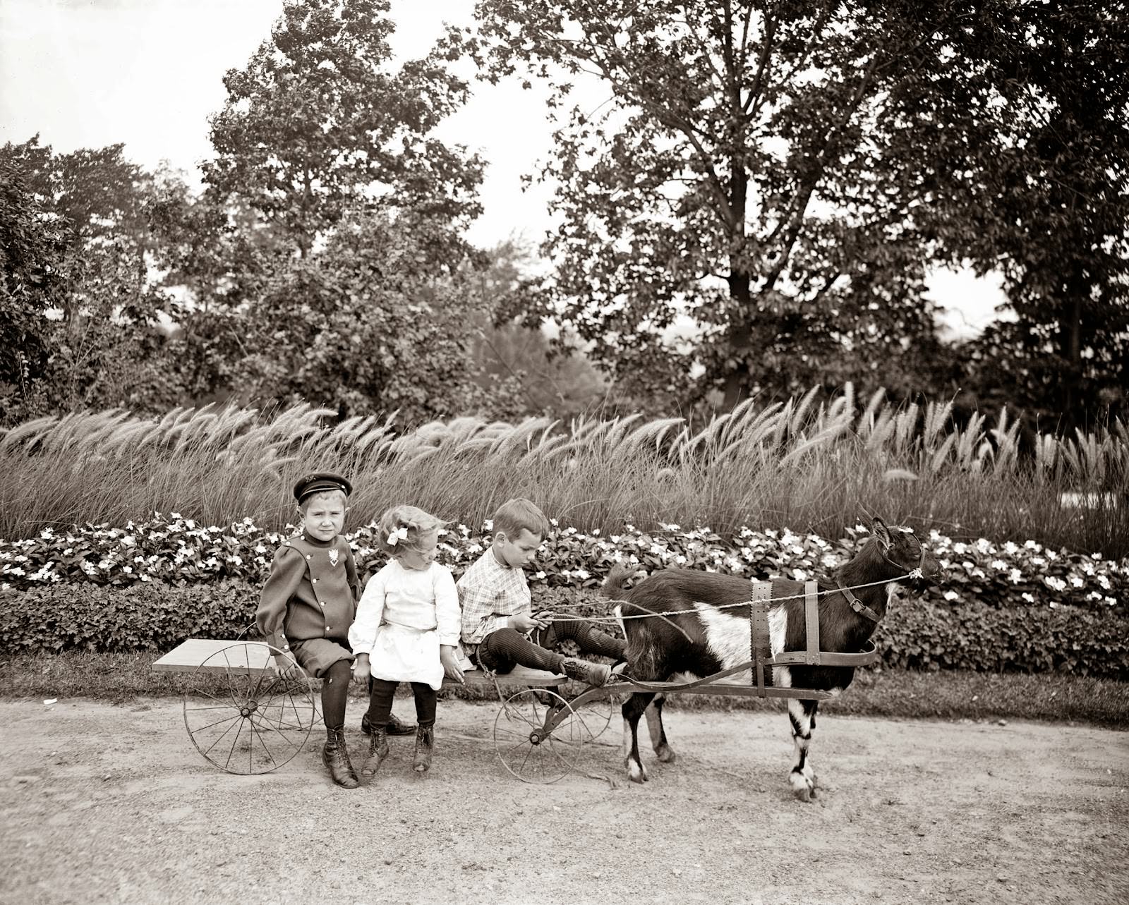 Goat wagon, 1910