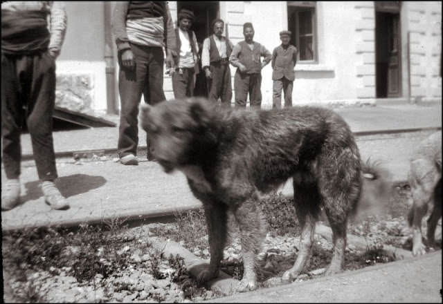 Constantinople. Stray dogs, Istanbul's forgotten symbol, 1903