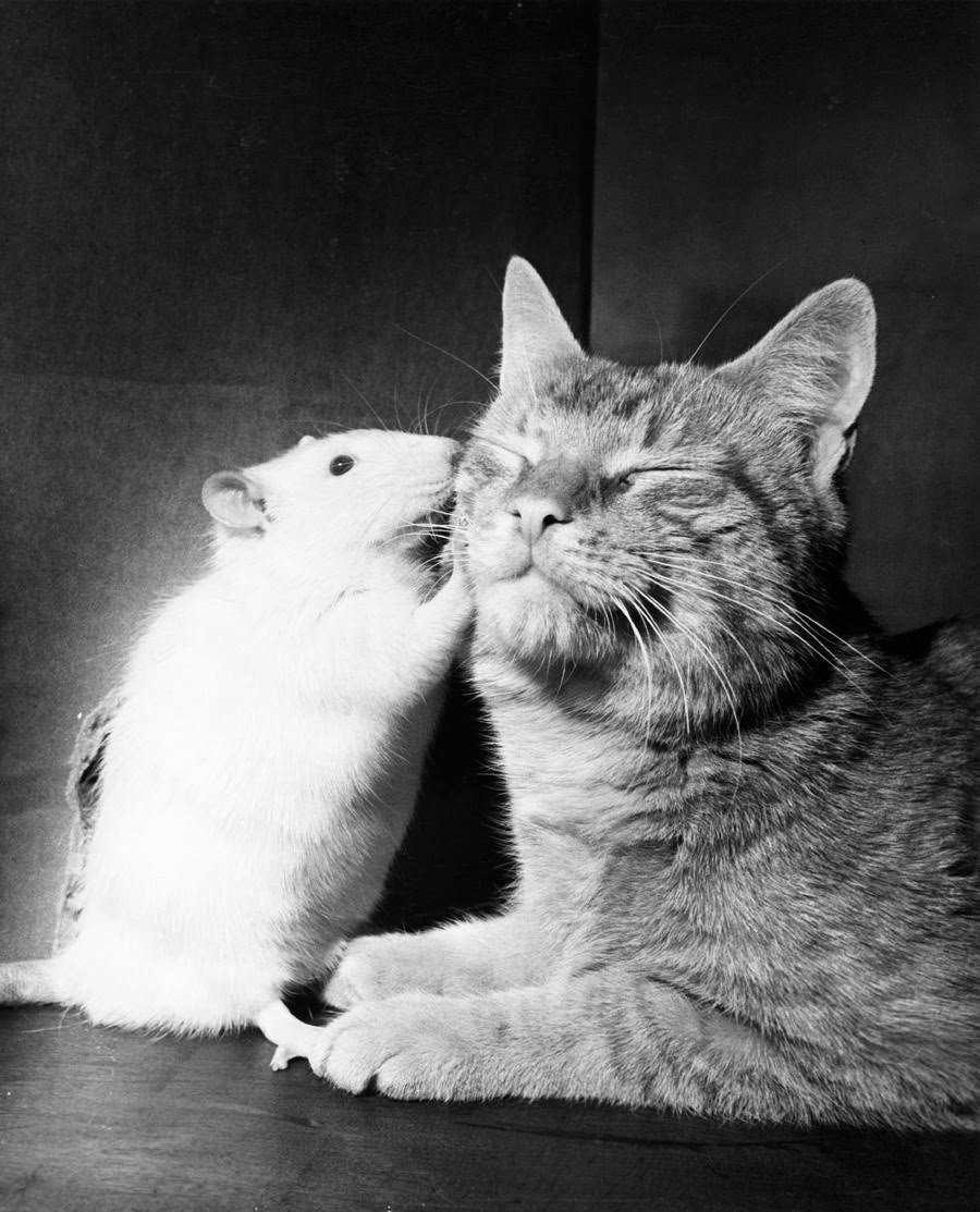 Cat And White Rat Abide, 1962