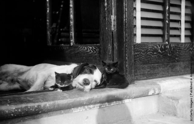 Two Kittens With A Sleepy Dog, 1929