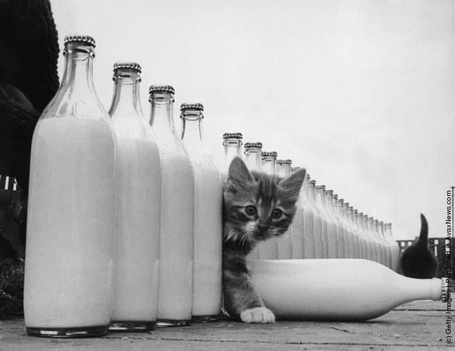 A Kitten Is Surrounded By Milk Bottles, 1964