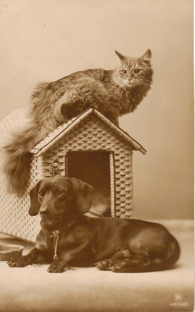 Cat Sitting In Top Of The Little House, 1956