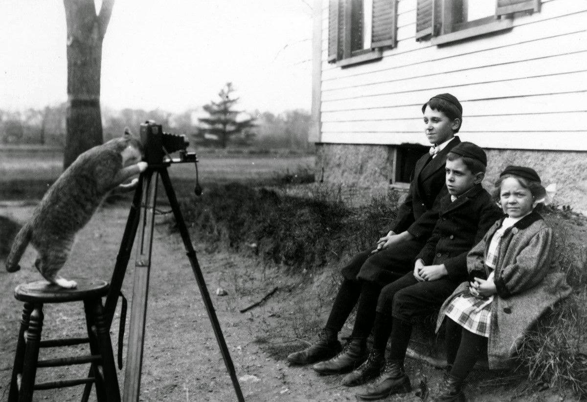 Cat trying to capture family portrait, 1945