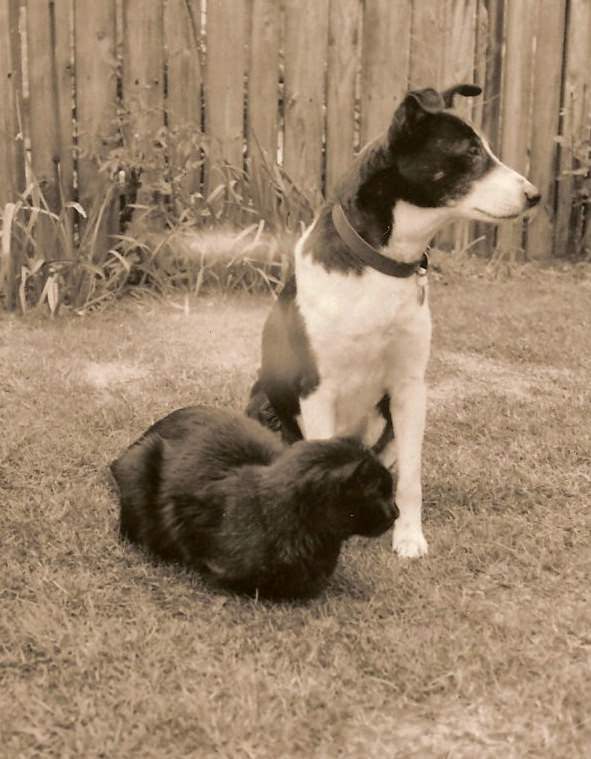 Cat And Dog In A Lawn