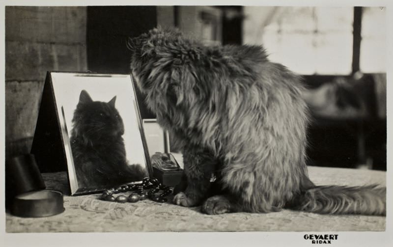 Cat Self-Actualizing, 1920s