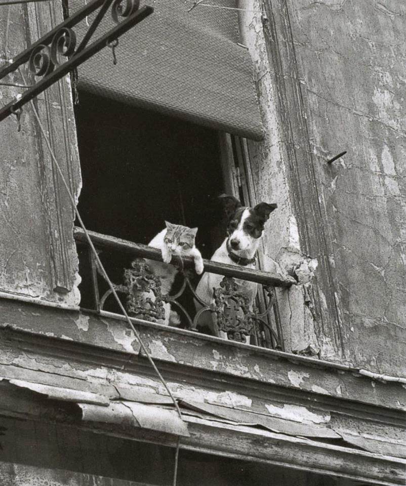 Cat With A Dog In Balcony, 1950s