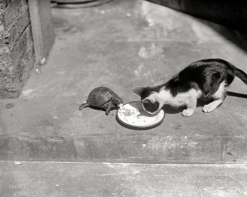 This Turtle Named Shelly And This Cat Named Jezebel, 1922