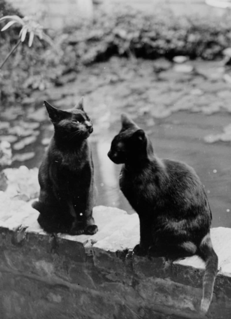 Two Black Cats From New Orleans, 1920