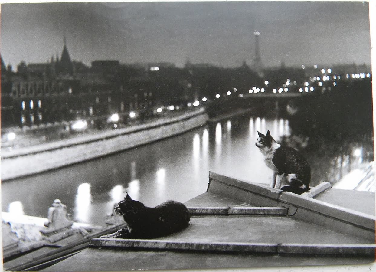 Paris Cats Sitting On Rooftop, 1954