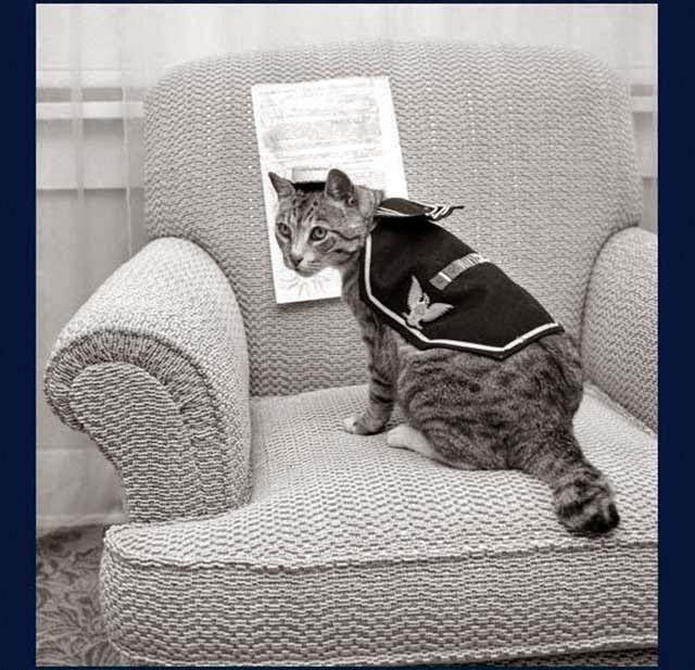 War Veteran - 'Pooli', Who Rates Three Service Ribbons And Four Battle Stars. The Cat Served Aboard An Attack Transport During World War II. Los Angeles, 1959.