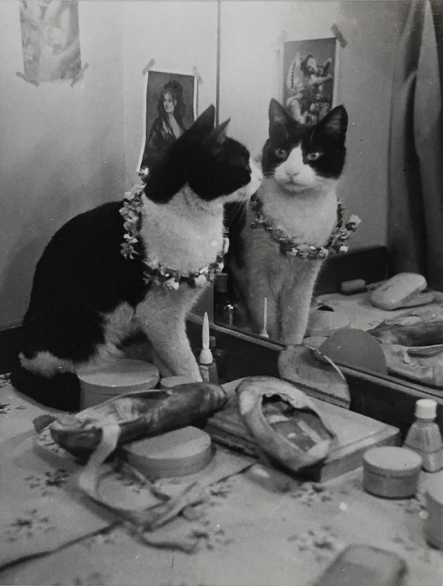 Cat Portriat by Thurston Hopkins, 1950