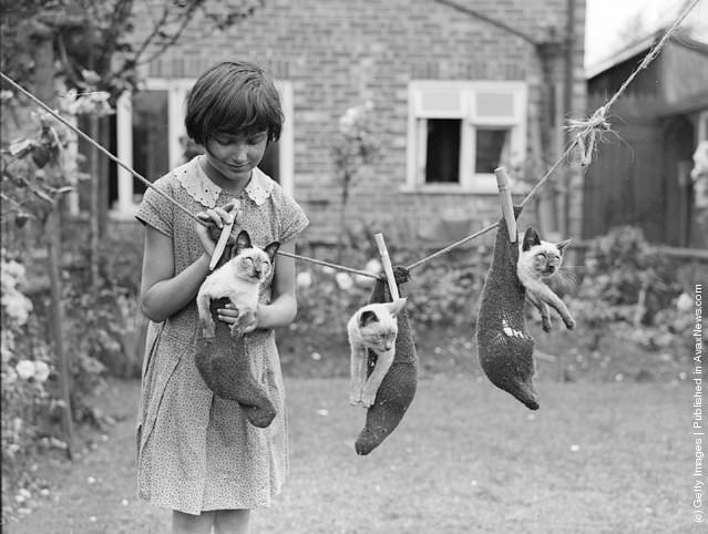 Three Little Cat Hanging In A Garden in Croydon, London, 1931