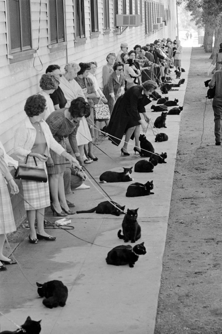 Black Cats And Their Owners In Line For Audition And Casting For The Film "Tales Of Terror," 1961.