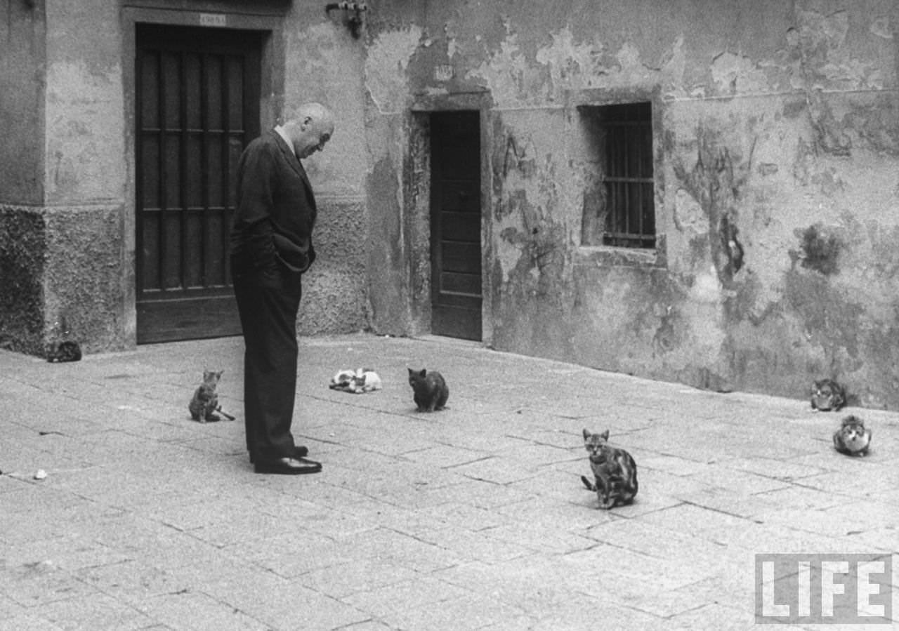 Otto Preminger Looking At Stray Cats On Venice Street While Attending Venice Film Festival