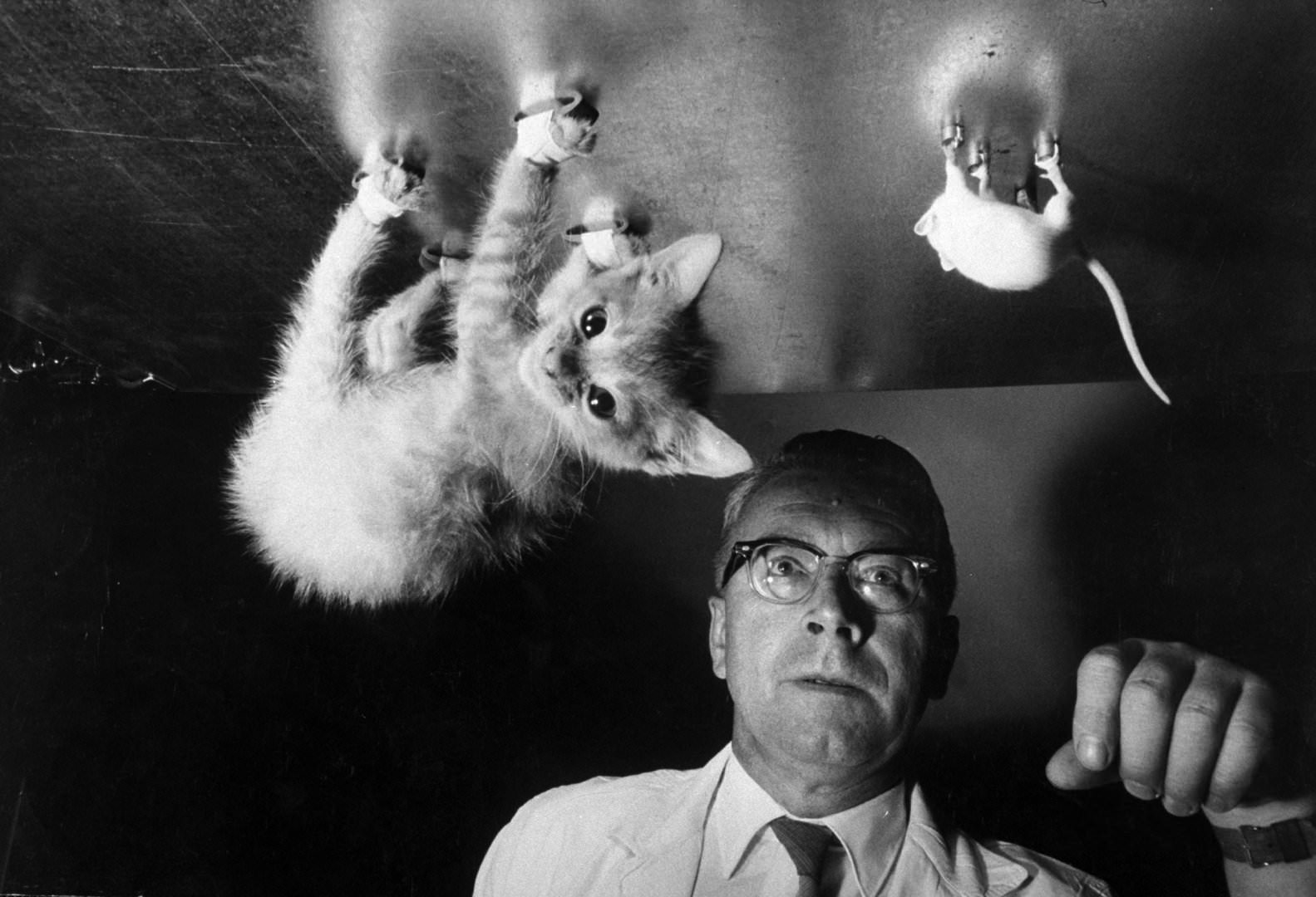 Naval Researcher Dr. Dietrich Beischer Testing Effects Of Being Upside-Down For Prolonged Periods Of Time On A Cat