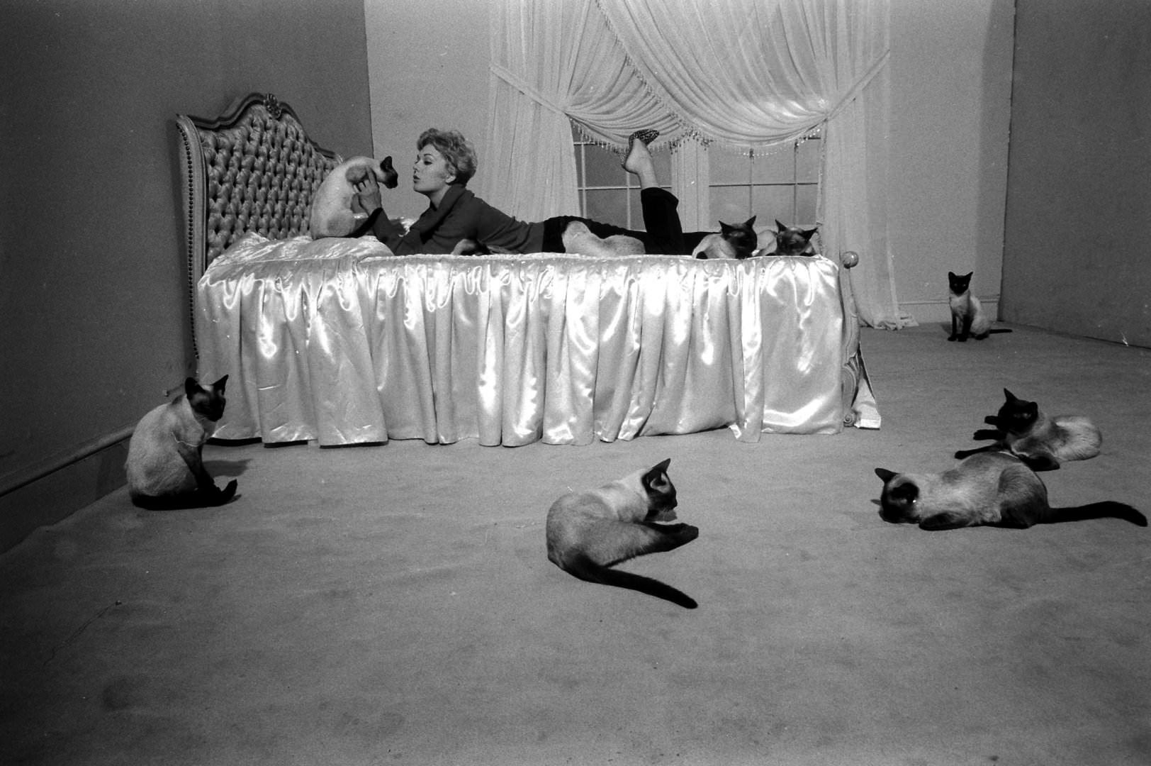 Kim Novak Playing With Some Siamese Cats, These Cats Were Casted In her Movie " Bell, Book And Candle", 1958