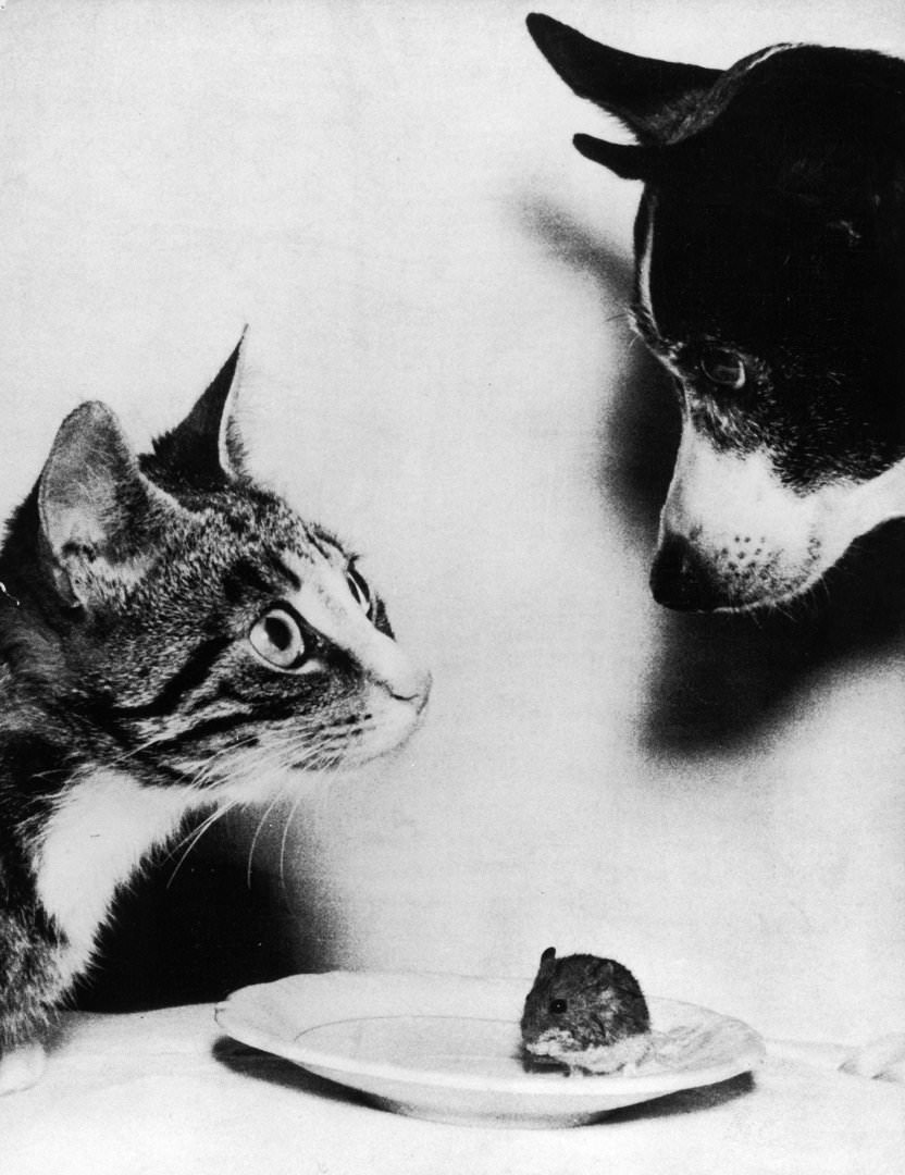 Pets Of The Lyng Family, Mitten The Cat, Tosen The Dog And An Unnamed Mouse, 1955