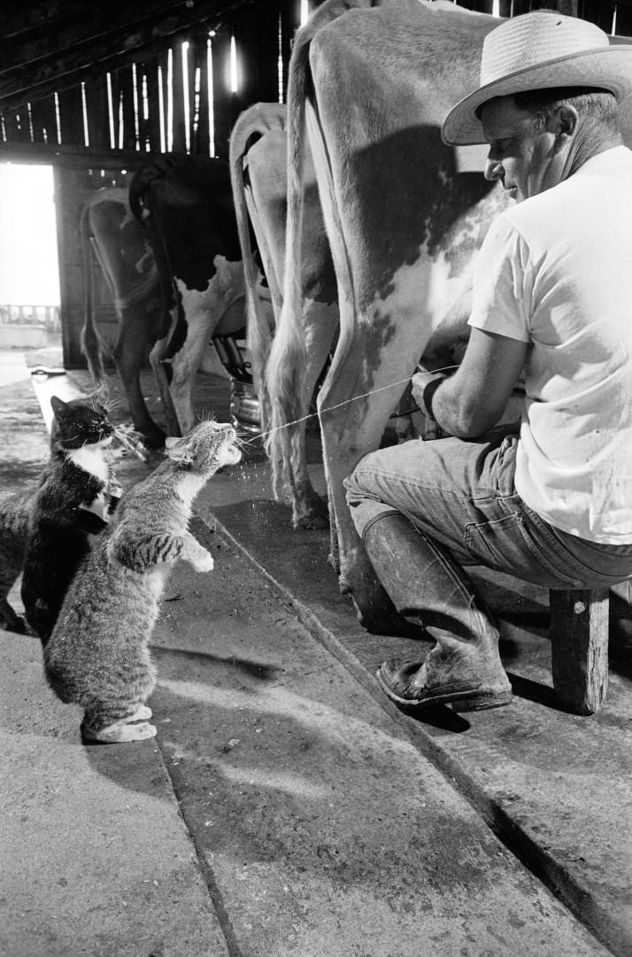 Cats Blackie And Brownie Catching Squirts Of Milk During Milking At Arch Badertscher's Dairy Farm, 1954