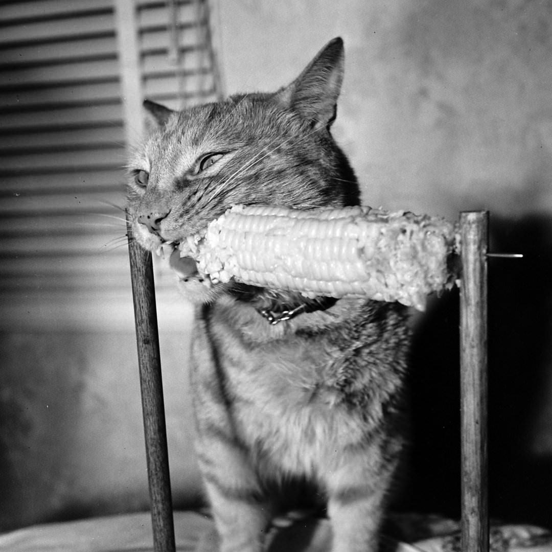 Nipper, The Corn Loving Cat, 1951