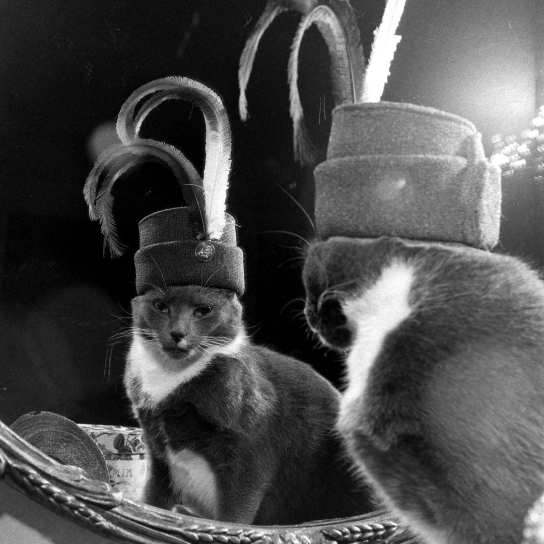 A Cat Named Monkey Wearing A Large Hat, 1948