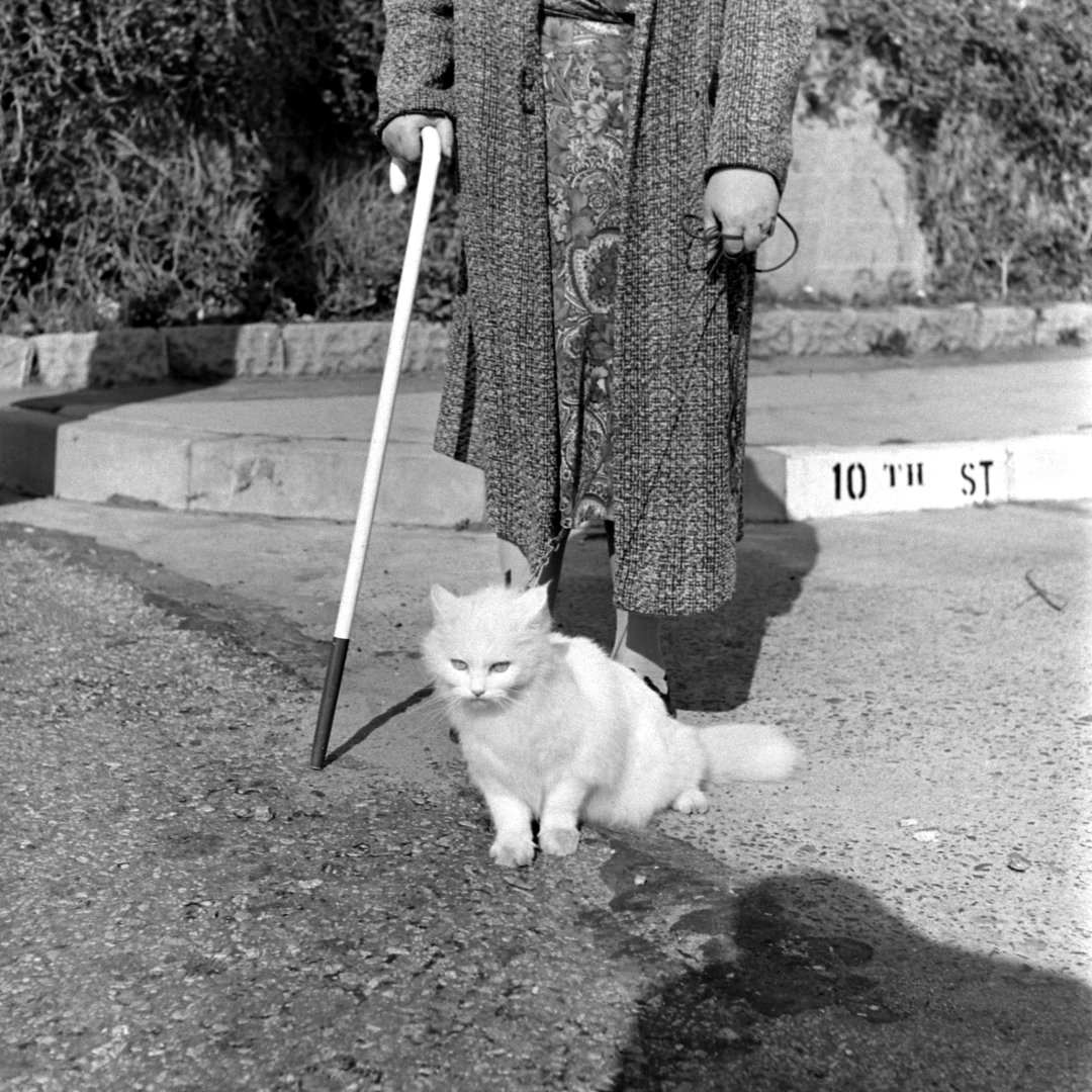 Baby The Seeing Eye Cat, 1947