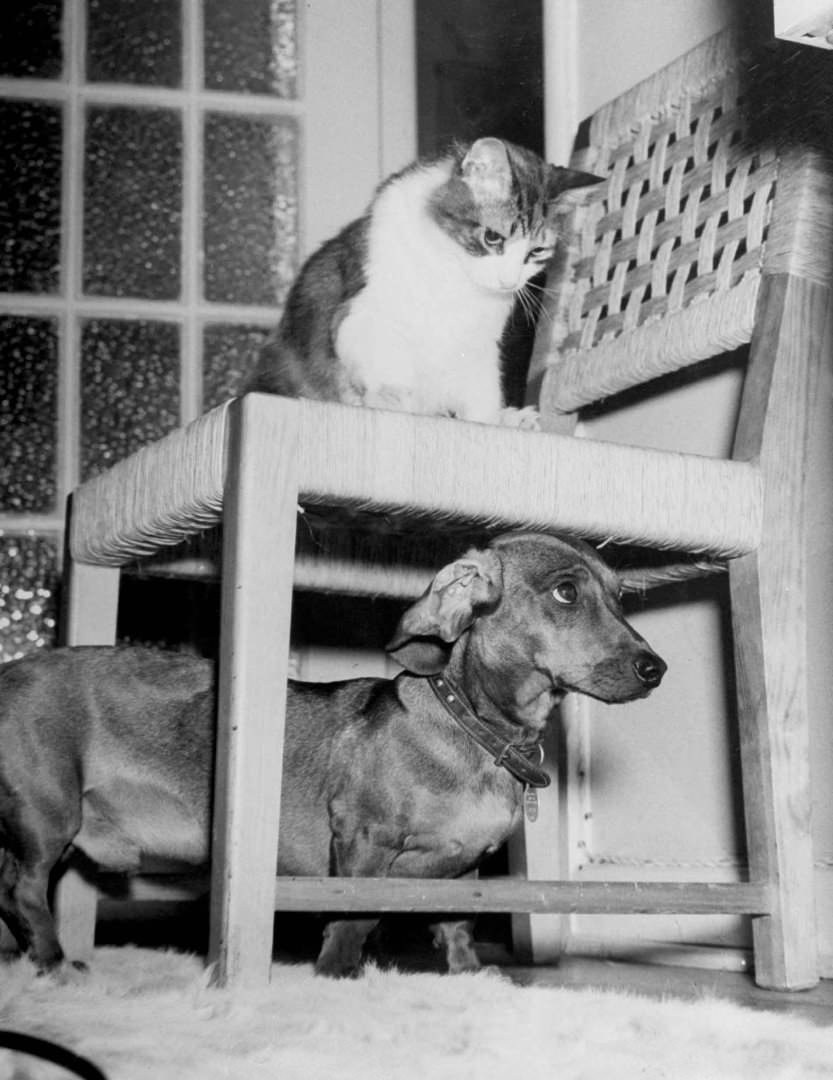 Rudy The Dachshund And Trudy The Cat Engaged In Hide And Seek, 1946