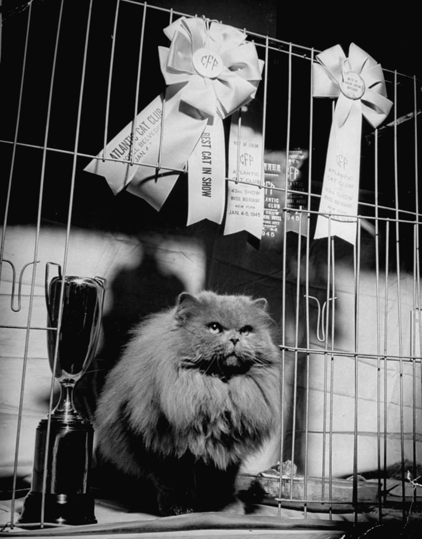 A Husky Persian Cat Posing With His Ribbions And Trophy At The Atlantic City Cat Show, 1945