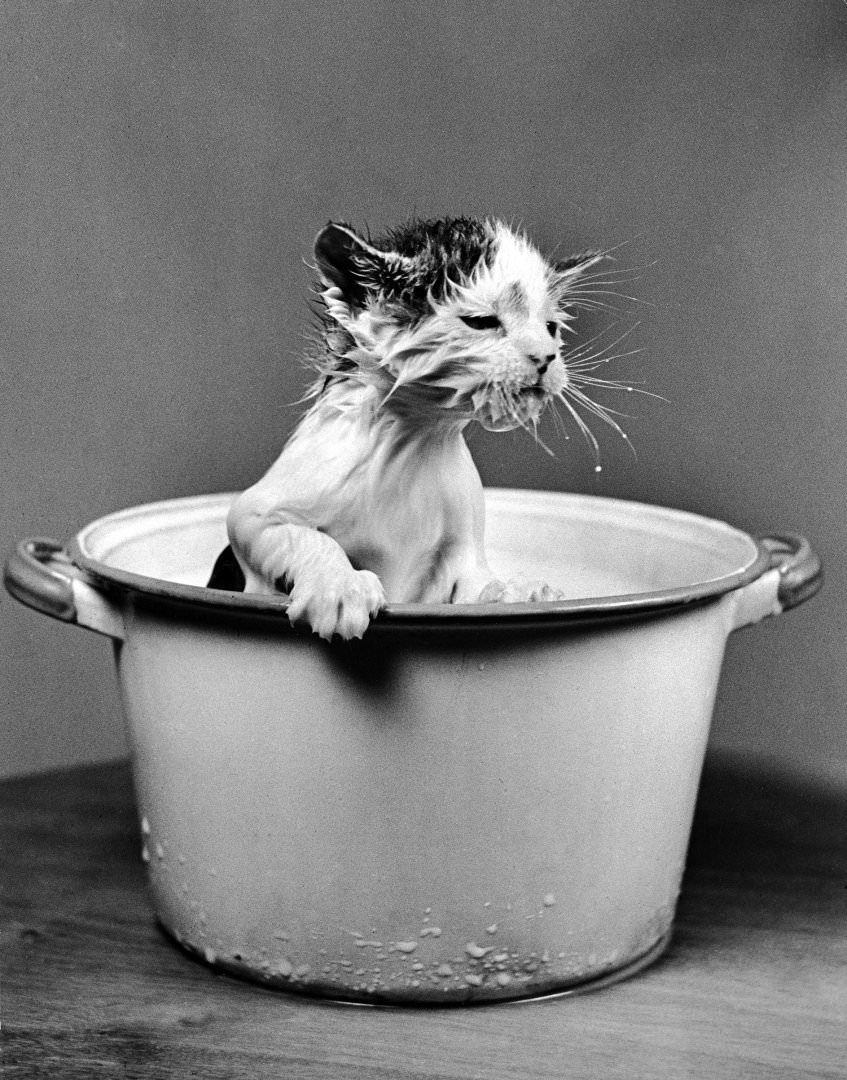 Kitten Emerging From Pot Of Milk After Falling Into It, 1940