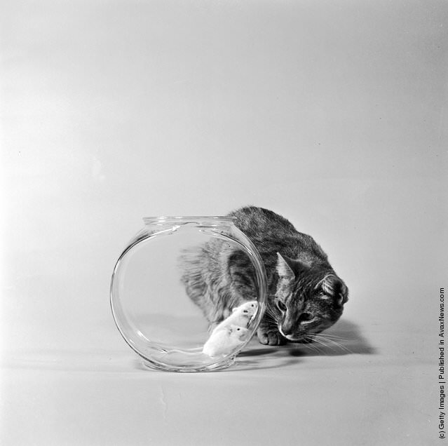 Cat Watching Two Mice In Goldfish Bowl, Circa 1950