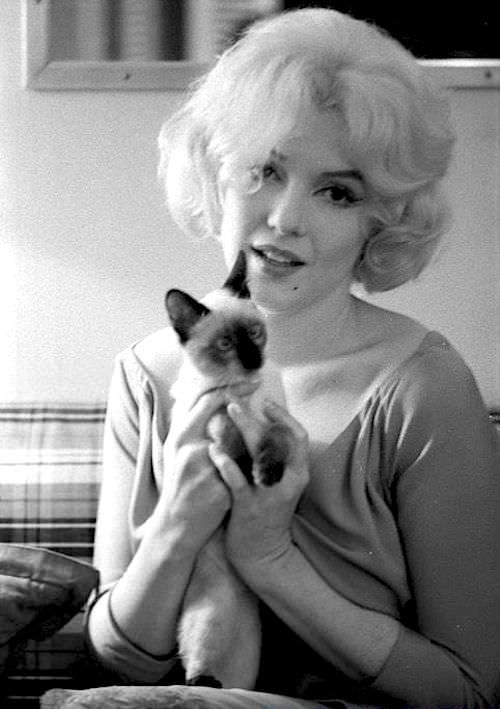 Marilyn Monroe And Her Siamese Cat 1960s